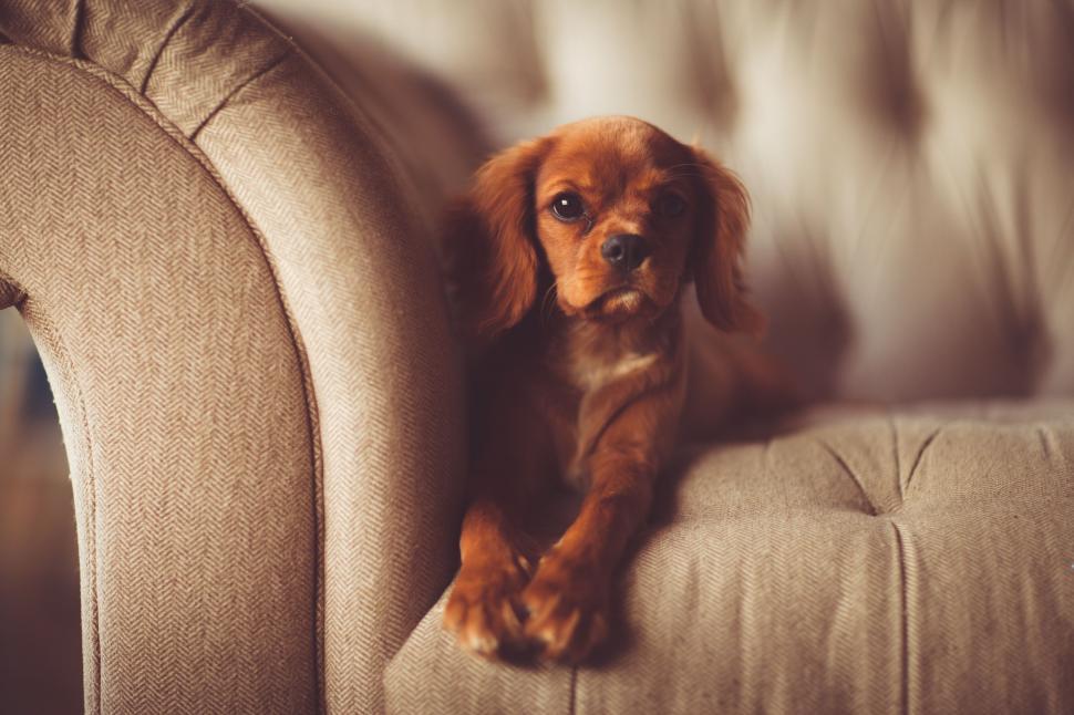 Free Image of Small Brown Dog Sitting on Top of a Couch 