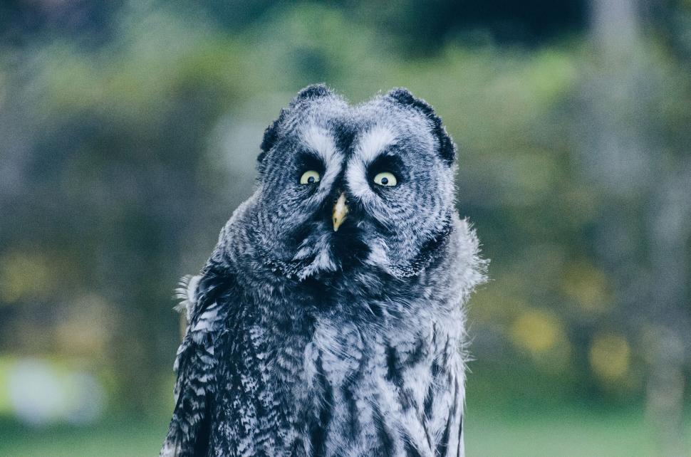 Free Image of Alert Owl Gazing Up 