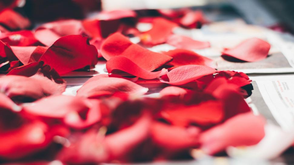 Free Image of A Bunch of Red Petals on Top of a Table 