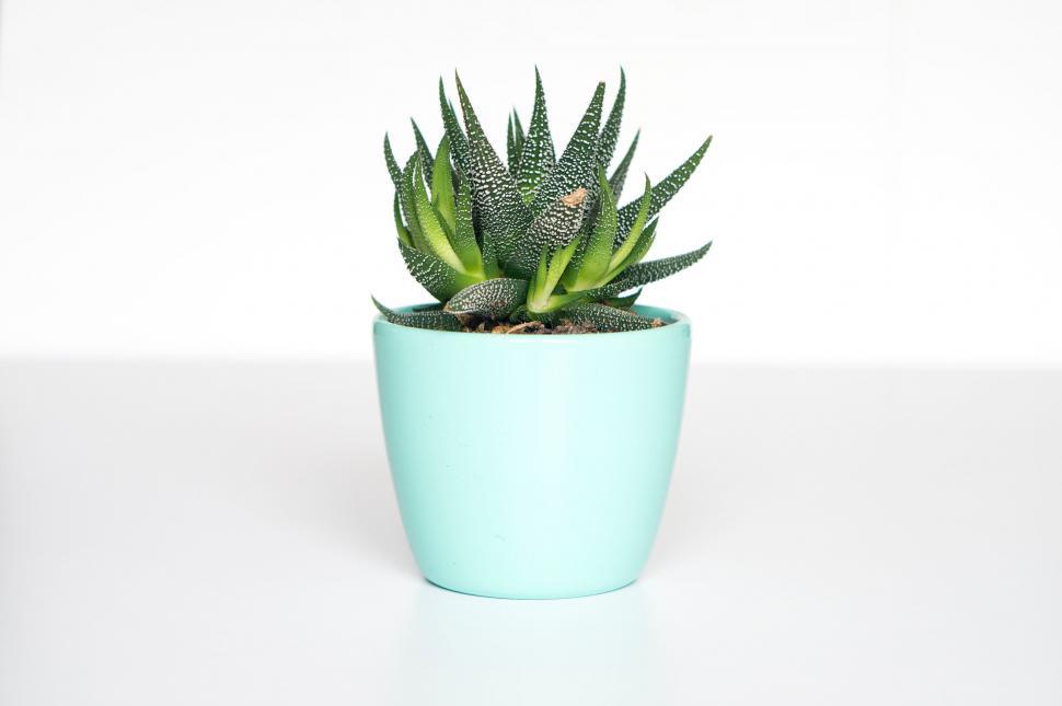 Free Image of Green Potted Plant on Table 