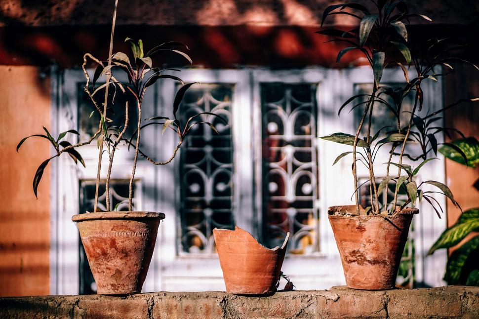 Free Image of Group of Potted Plants on Stone Wall 