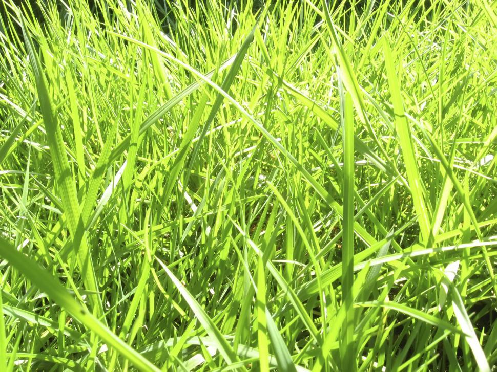 Free Image of grass 