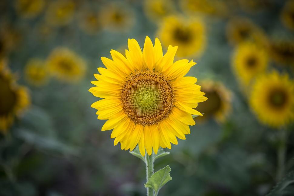 Free Image of A Large Sunflower Standing Among a Field of Sunflowers 