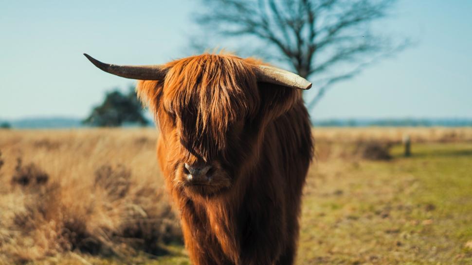 Free Image of Brown Cow Standing on Top of Grass Covered Field 