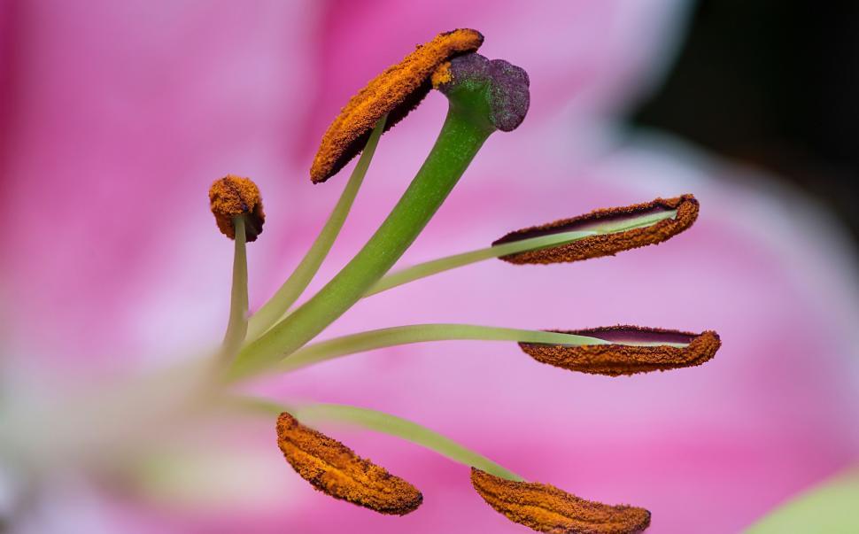 Free Image of Close Up of a Pink Flower With Yellow Stamen 