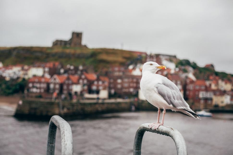 Free Image of Seagull Perched on Railing by Water 