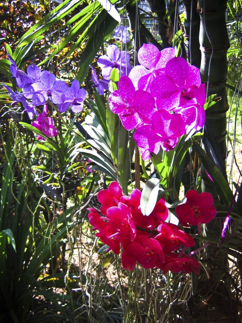 Free Image of tropical flowers 
