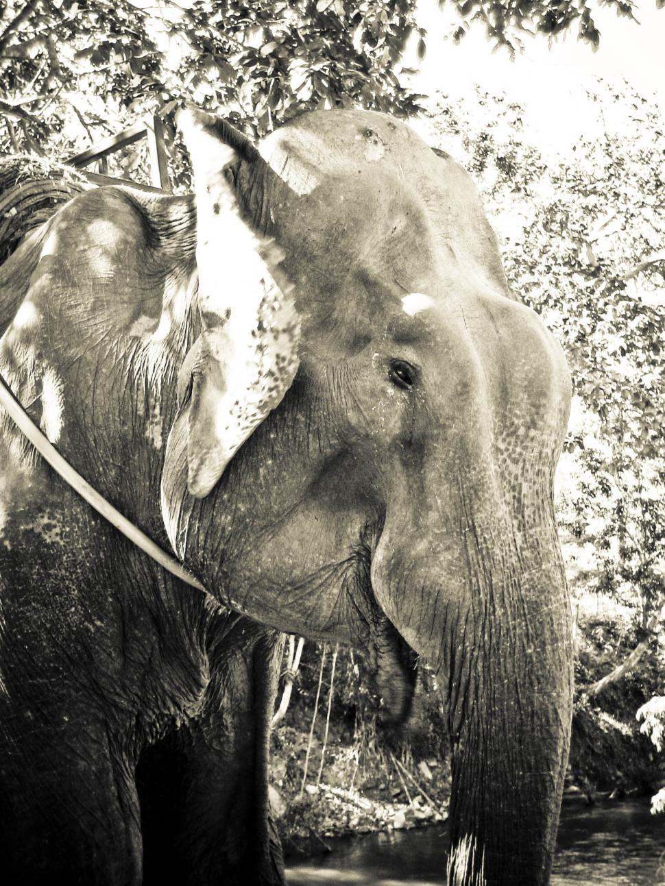 Download Free Stock Photo of elephant 