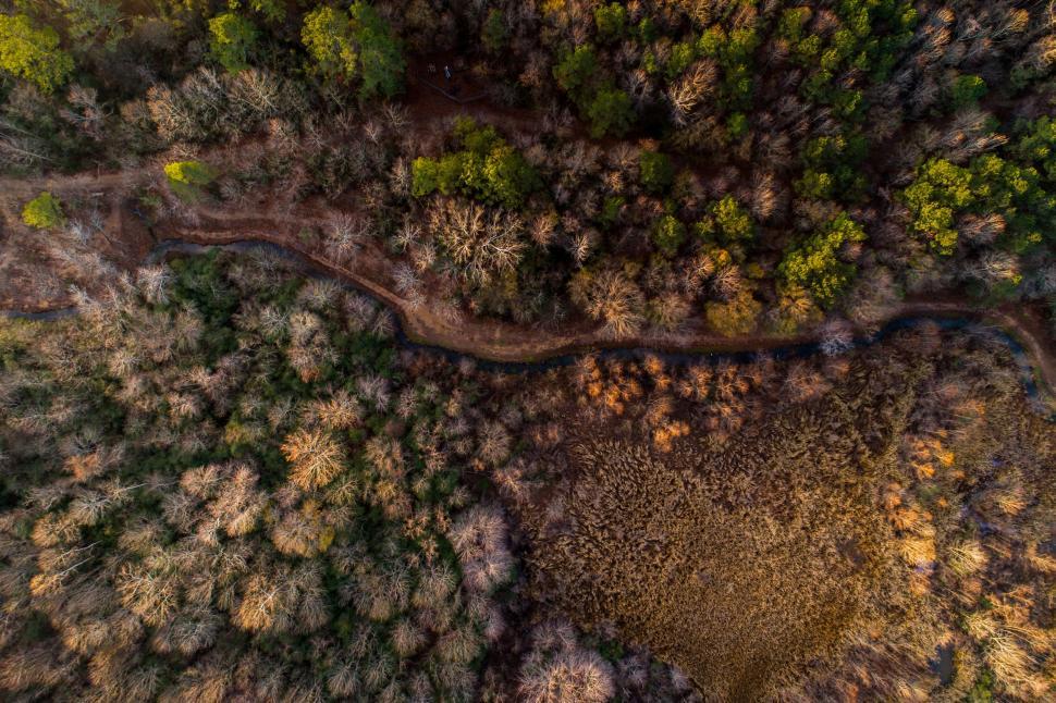 Free Image of Aerial View of a Dense Forest With Trees 