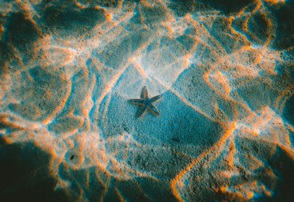 Free Image of Starfish in a Pool of Water 