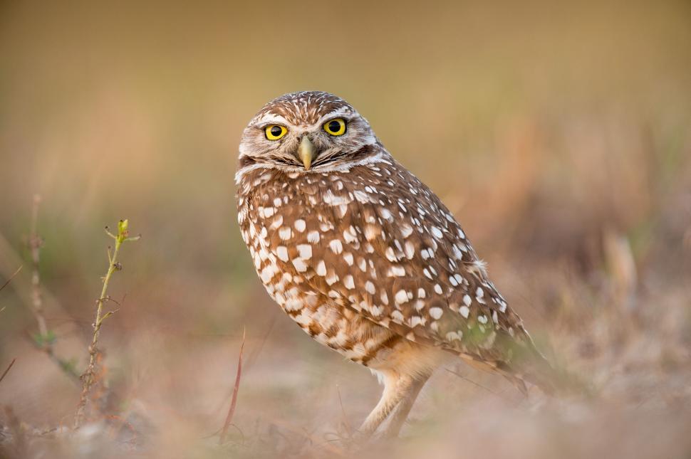 Free Image of Small Owl Standing on Top of Dry Grass Field 