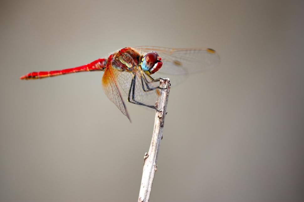 Free Image of Red Dragonfly Perched on Wooden Stick 
