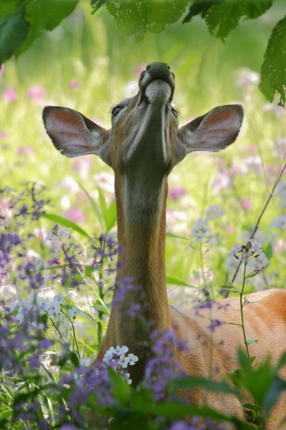 Free Image of Deer Laying Down in Grass 