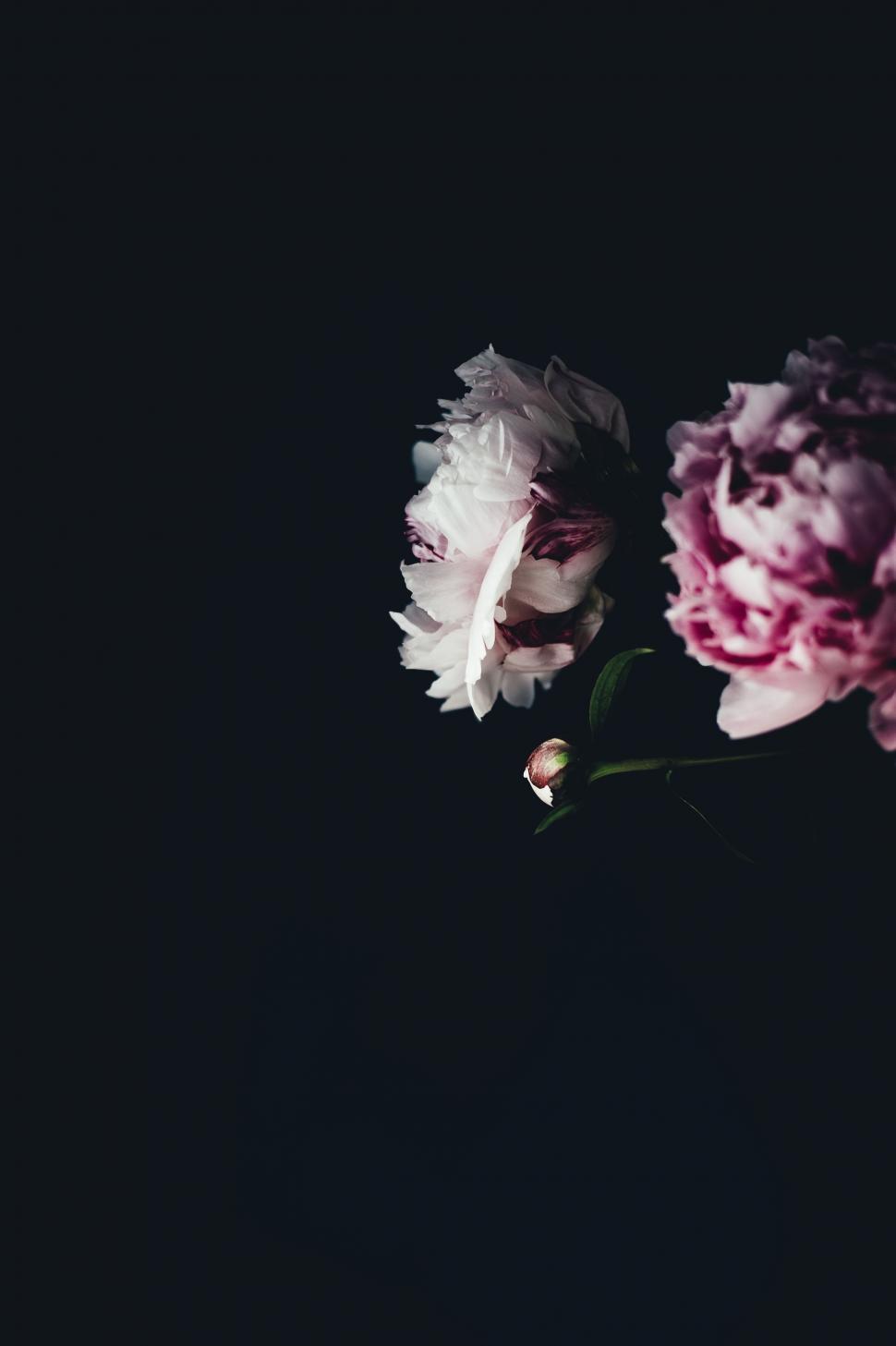 Free Image of Two Dark Flowers in Bloom 