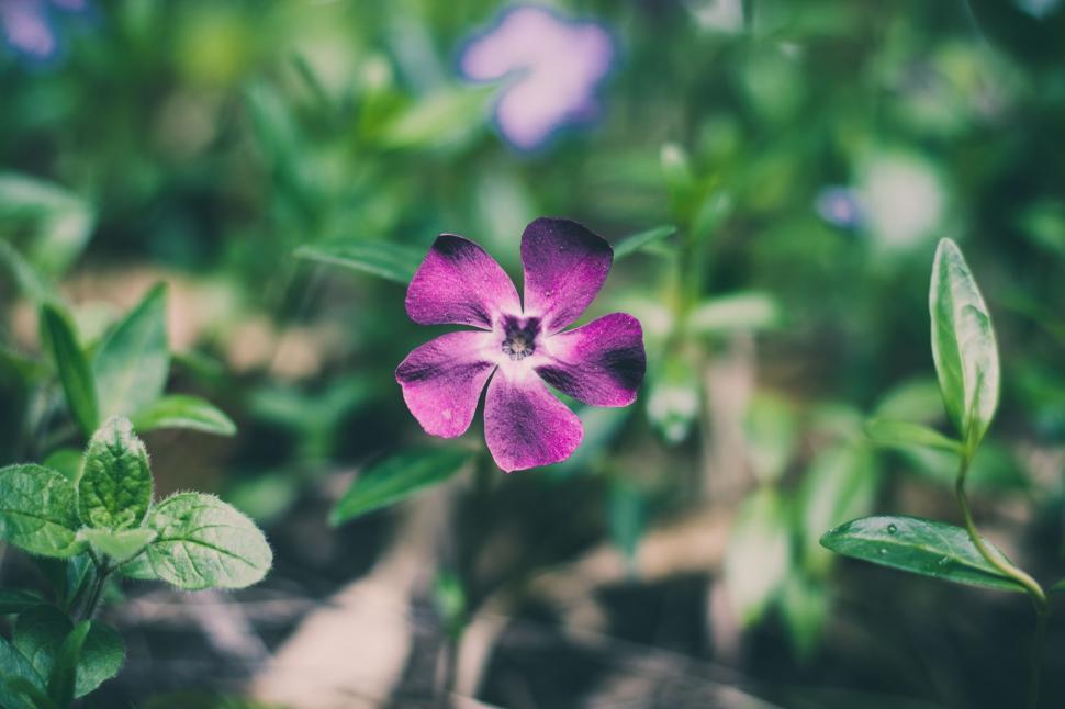 Free Image of Purple Flower With Green Leaves in Background 