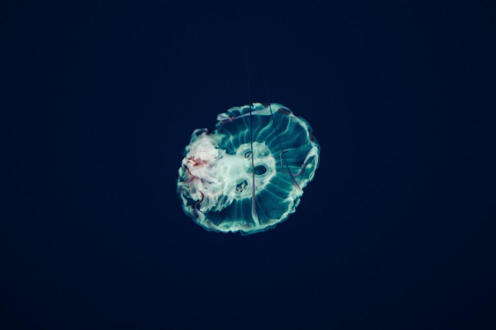 Free Image of Jellyfish Drifting in the Ocean at Night 
