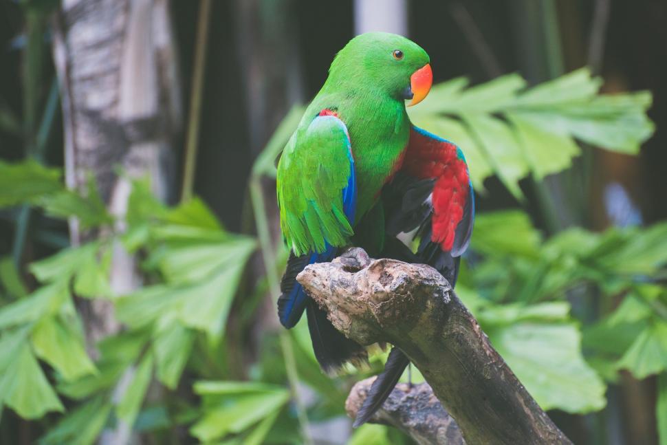 Free Image of Green and Red Parrot Perched on Tree Branch 
