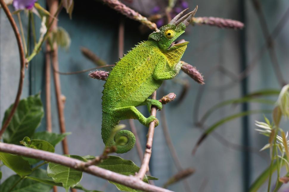 Free Image of Green Chameleon Perched on Tree Branch 