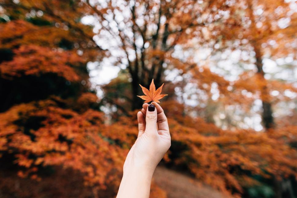 Free Image of Person Holding Leaf in Front of Tree 