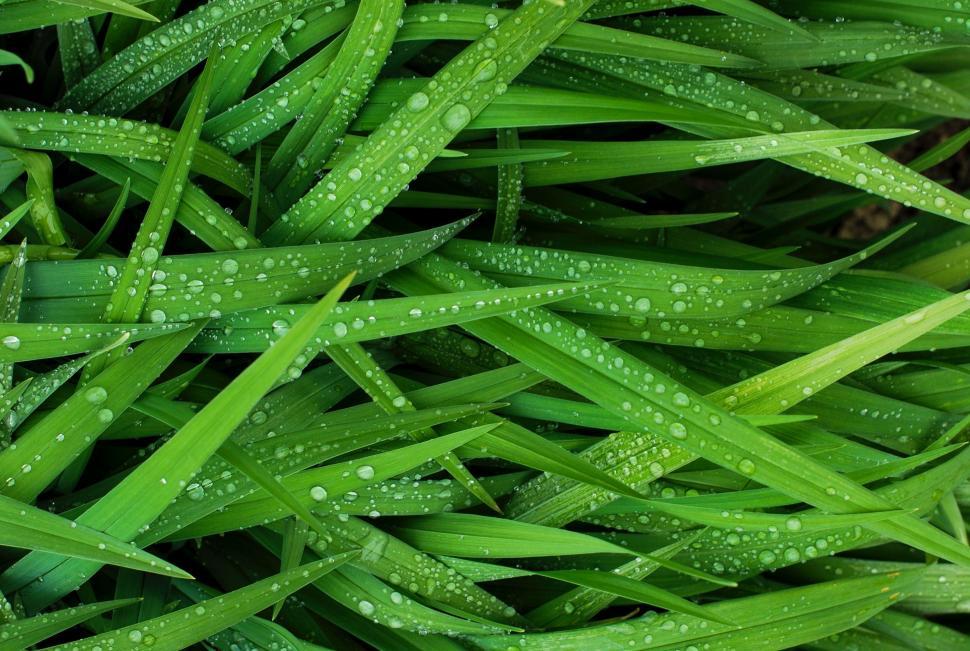 Free Image of Green Grass With Water Drops 