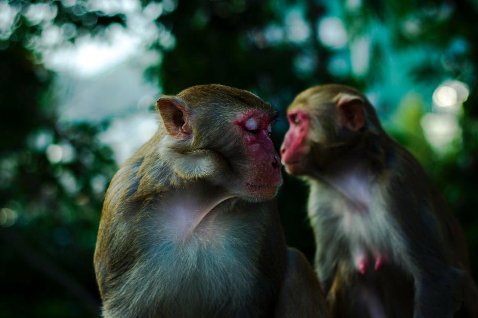 Free Image of Two Monkeys Sitting Together 