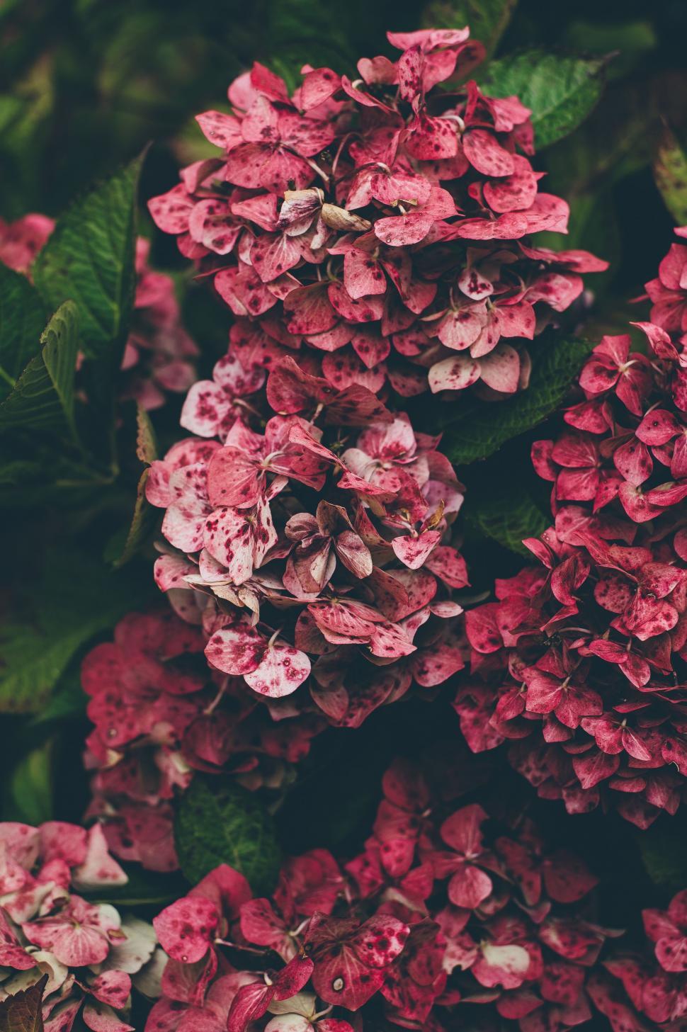 Free Image of Cluster of Pink Flowers With Green Leaves 
