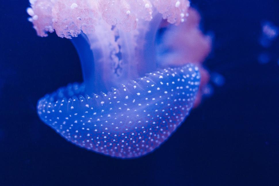 Free Image of Close Up of a Jellyfish in the Water 
