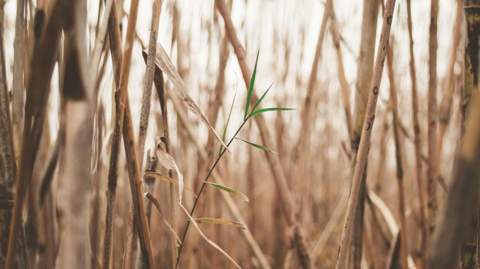 Free Image of Plant Surrounded by Tall Grass 