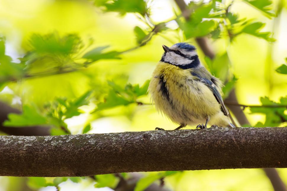 Free Image of Small Bird Perched on Branch in Tree 
