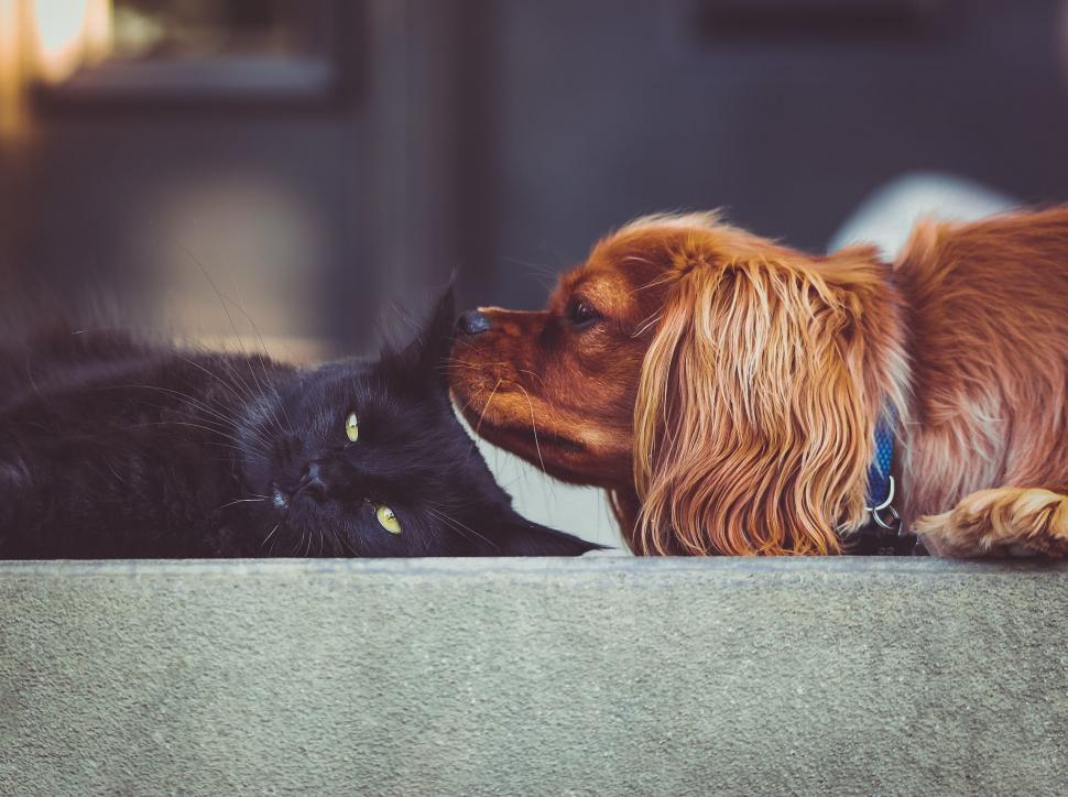 Free Image of Dog and Cat Laying on a Ledge 