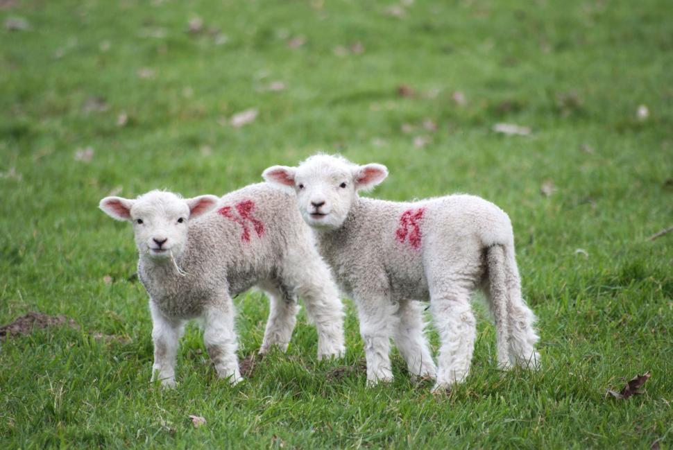 Free Image of Three Lambs With Red Markings Standing in a Field 
