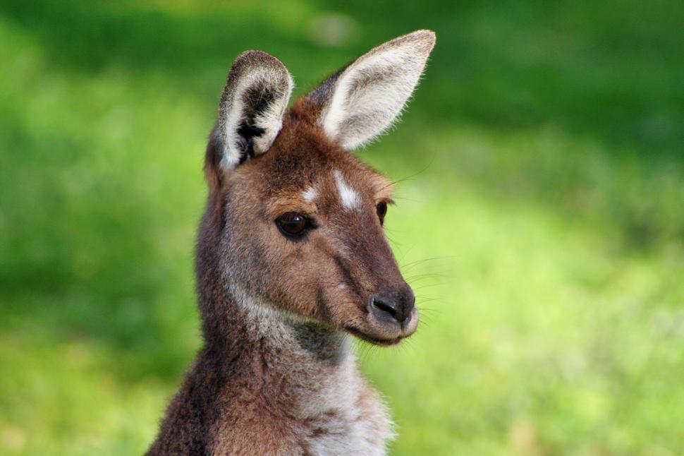 Free Image of Small Kangaroo Standing in Grass Field 