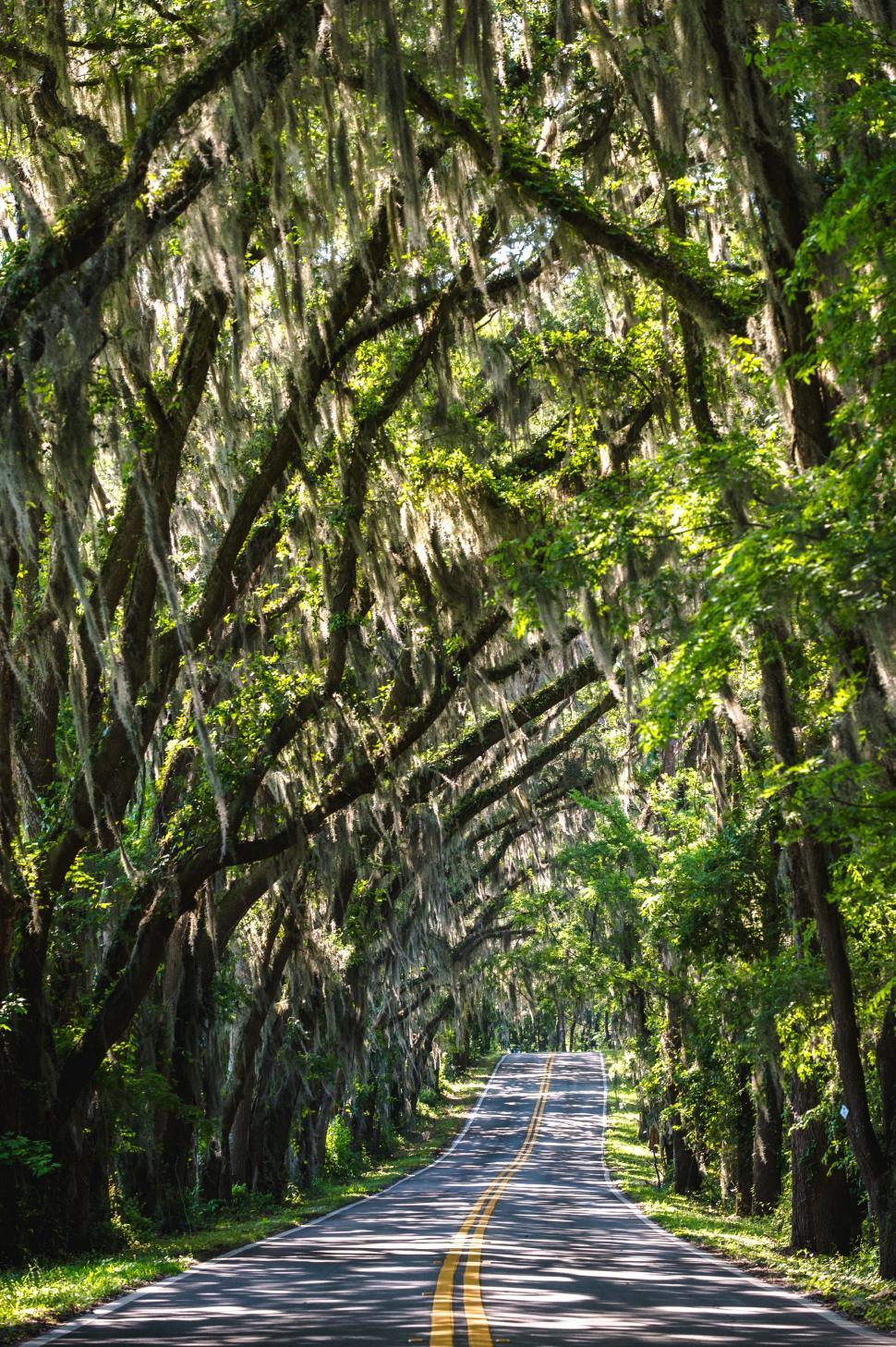 Free Image of Tree-Lined Road With Spanish Moss 