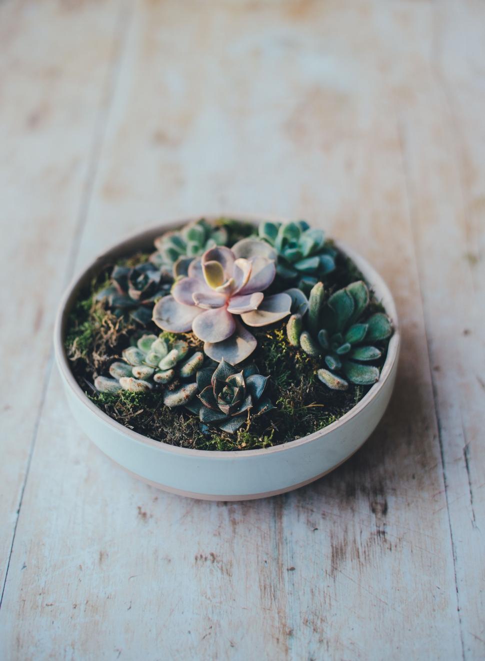 Free Image of Small White Bowl Filled With Plants on Wooden Table 