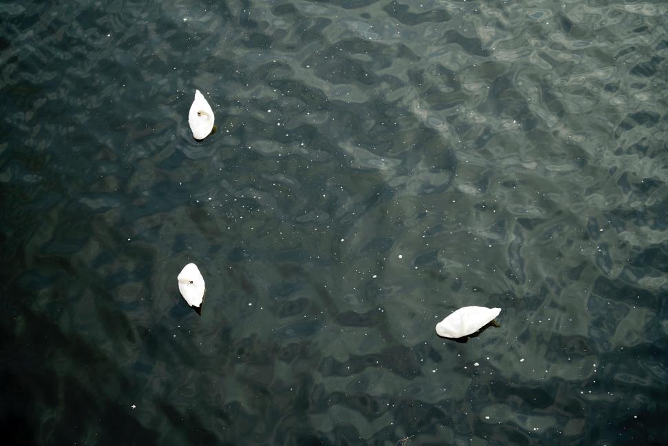 Free Image of Three White Papers Floating on Water 