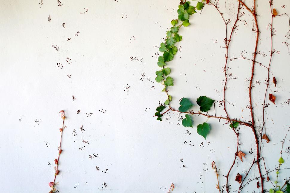 Free Image of Vine Growing on White Wall 