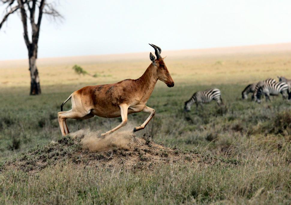 Free Image of Gazelle Running Through Field With Zebras in Background 