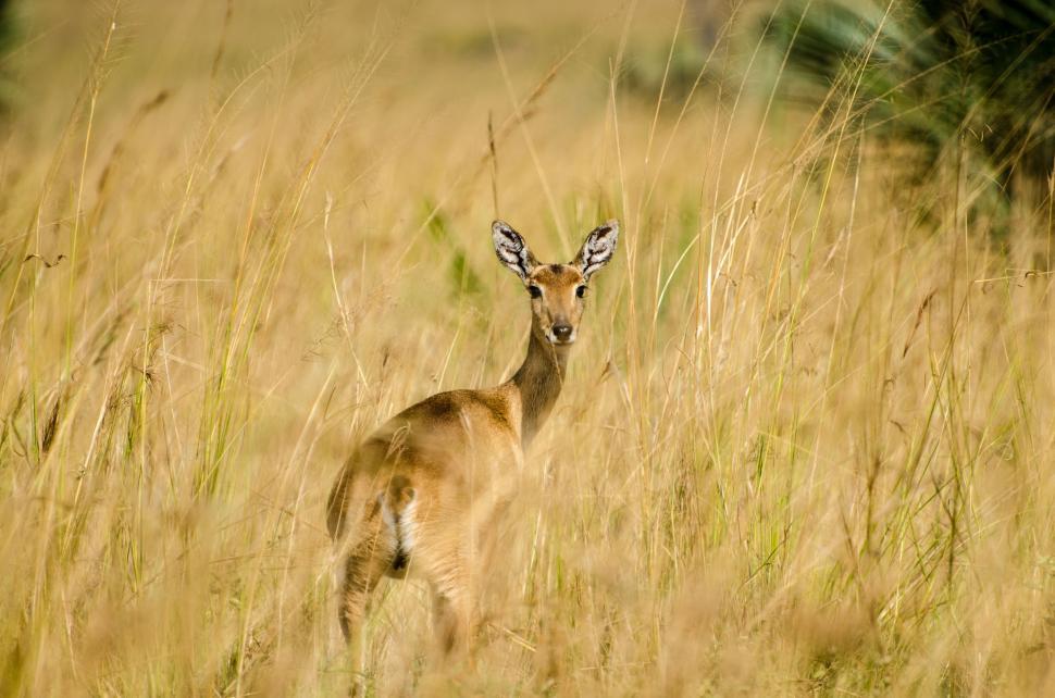 Free Image of Deer Standing in Tall Grass Field 