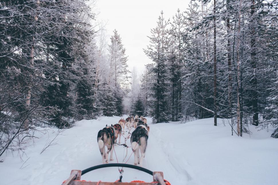 Free Image of Group of Dogs Pulling Sled Through Snow 