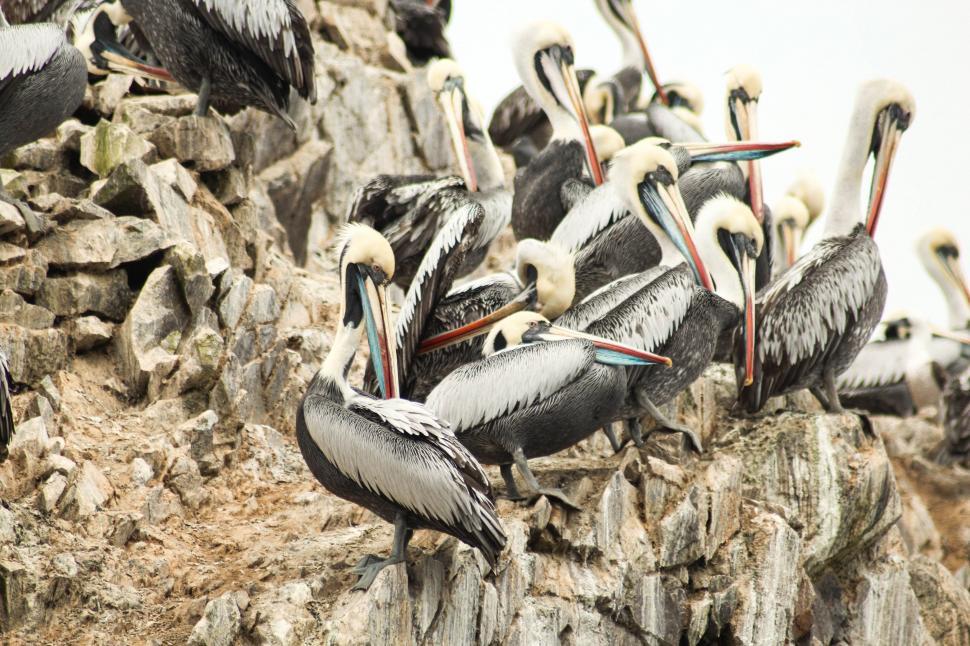 Free Image of Pelicans Sitting on Top of Rocks 