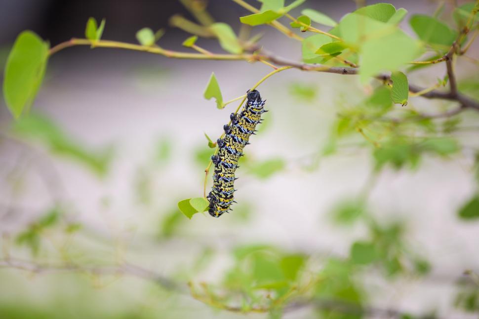 Free Image of Caterpillar Crawling on Tree Branch 