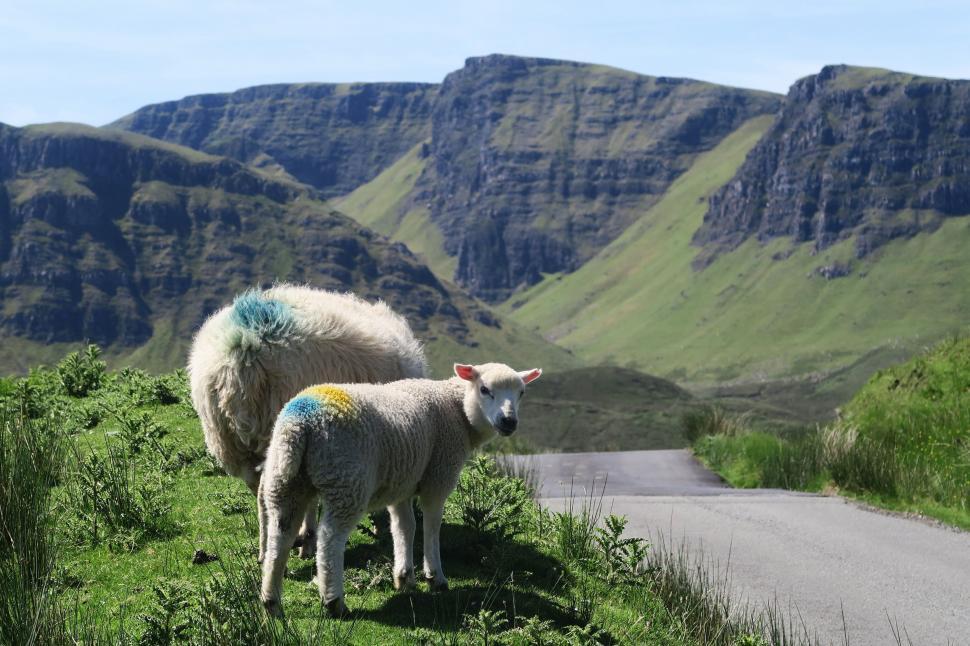 Free Image of Sheep Standing on Roadside 
