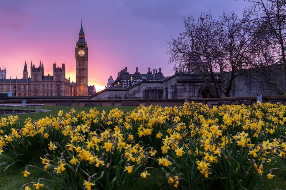 Free Image of Field of Flowers With Clock Tower in Background 