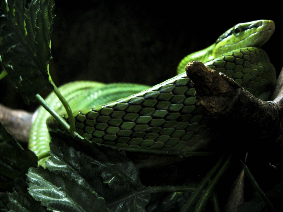 Free Image of green snake 