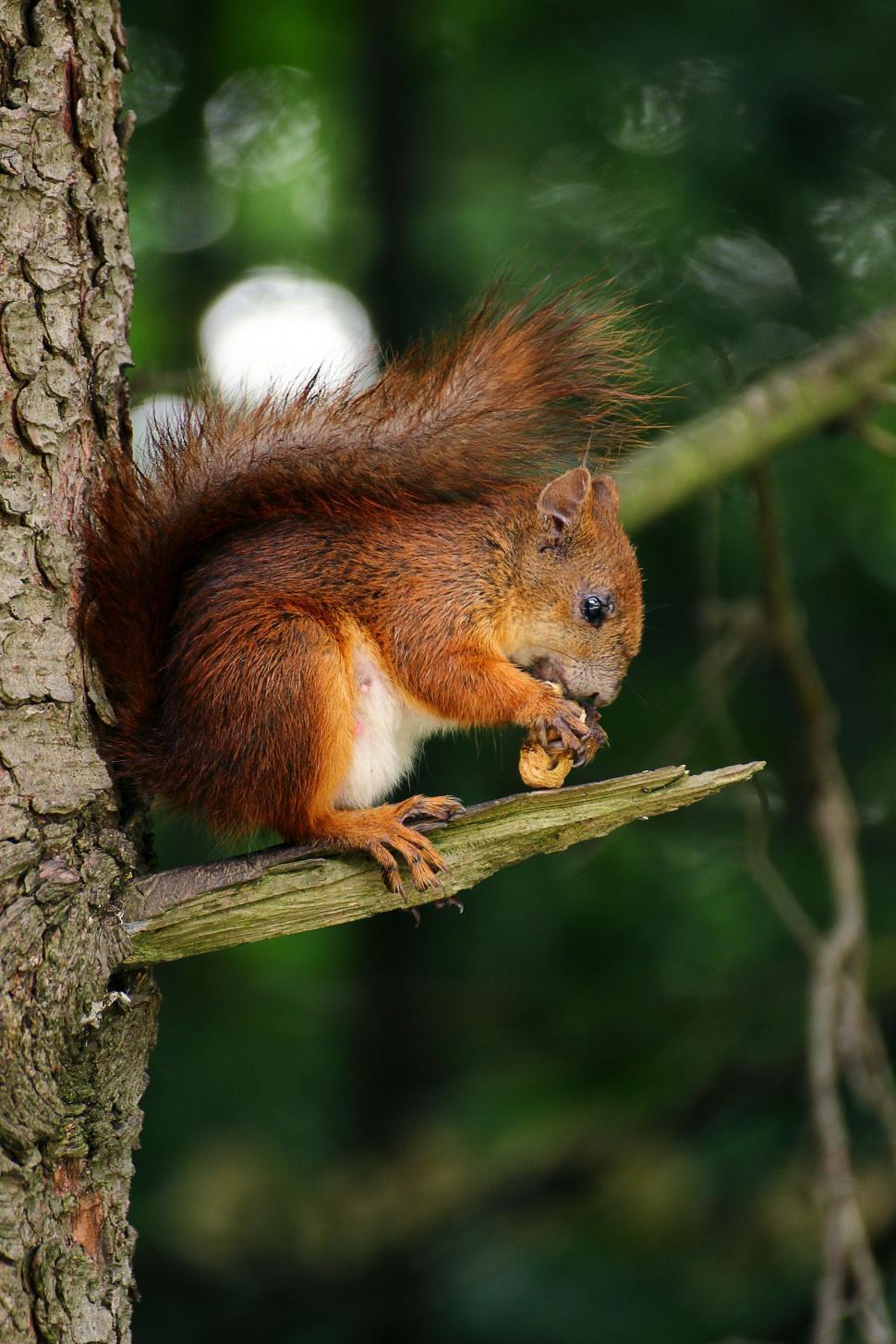 Free Image of A Squirrel Sitting on a Tree Branch 