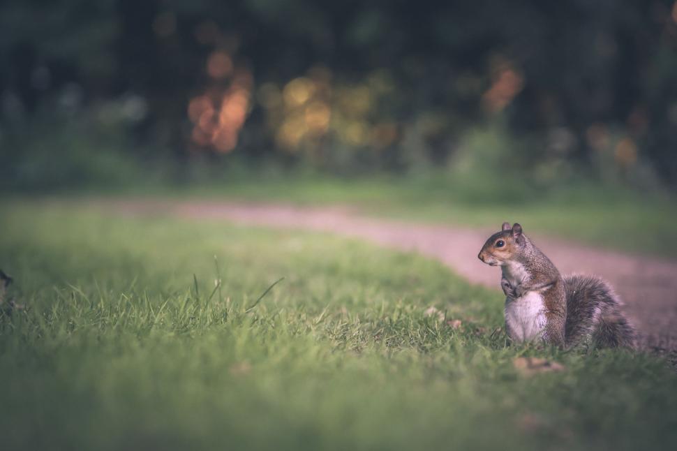 Free Image of Squirrel Sitting in Grass on Path 