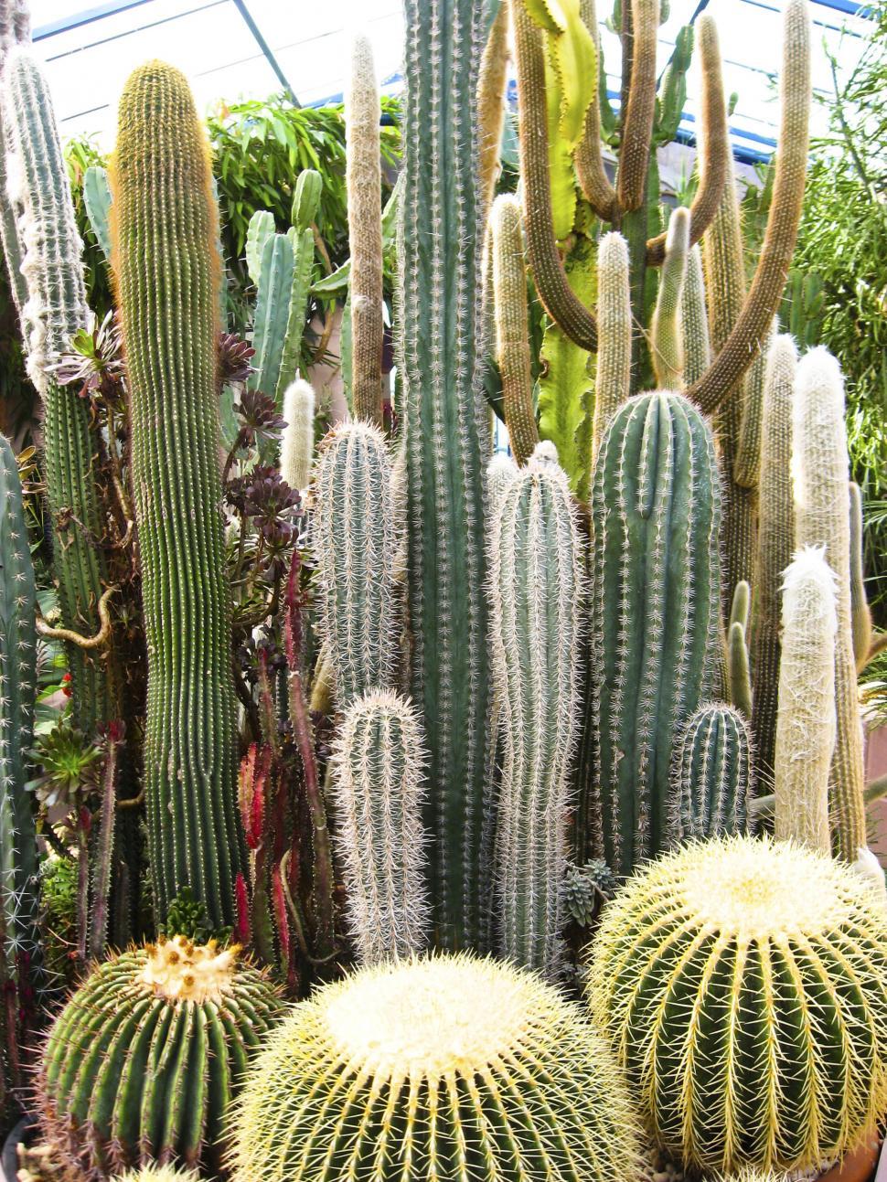 Free Image of cactuses 