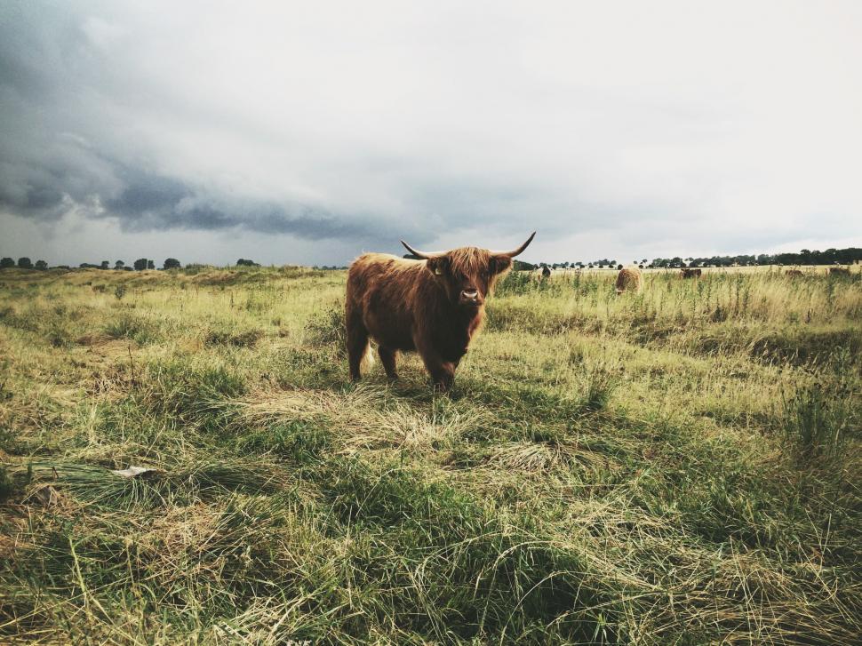 Free Image of Bull Standing in Field of Grass Under Cloudy Sky 