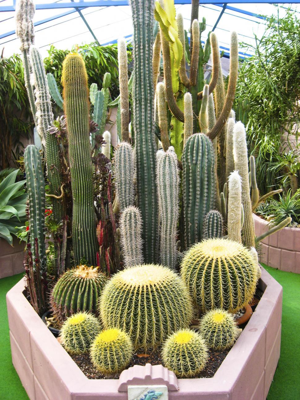 Download Free Stock Photo of Cactus planter 