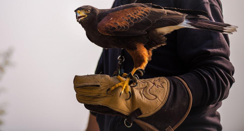 Free Image of Person Holding a Bird of Prey 
